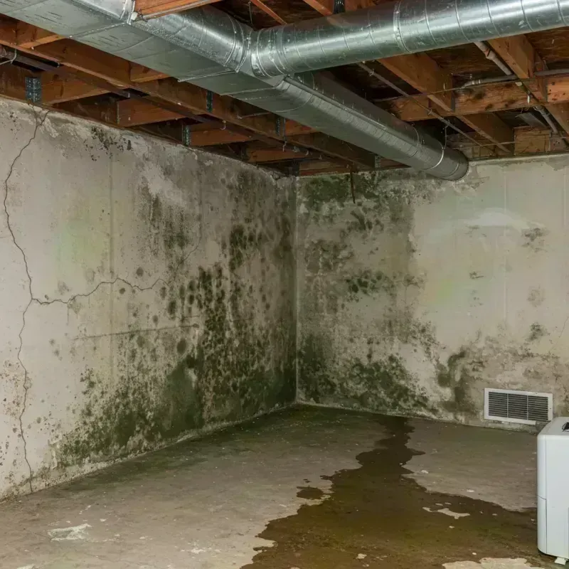 Professional Mold Removal in Berkeley, MO